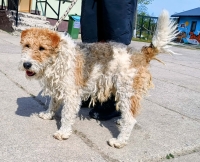 FERGUS